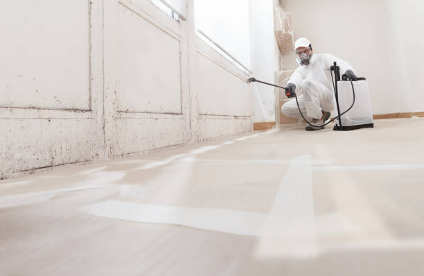 Black mold remediation team in South Amboy